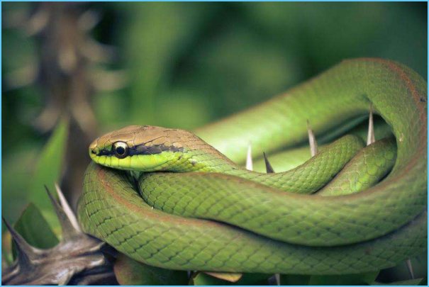 梦到蛇预示着什么