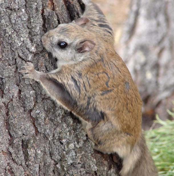 谁想过寒号鸟为什么叫做寒号鸟，真的有这种鸟的存在么？