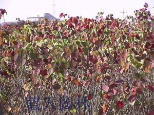 乌桕籽的功用主治