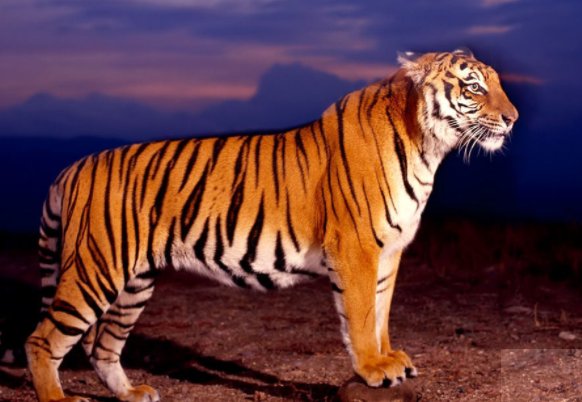 禽兽是什么动物