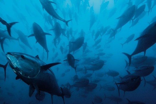 金枪鱼长什么样?