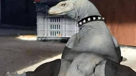 印度4名盗猎男子性侵1.5米巨蜥，还录成了视频，网友评价是亮点，咋看？