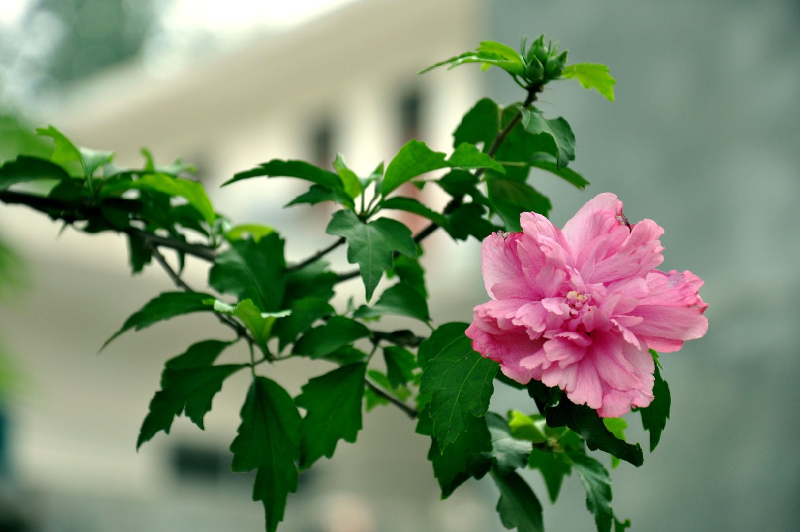 木槿花的含义和代表是什么？