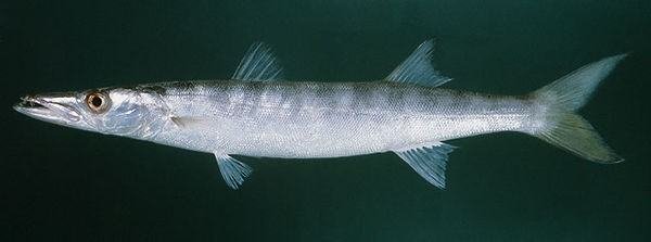 梭子鱼是什么鱼