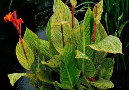 花叶美人蕉的介绍