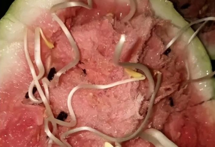 河南开封一女子切开西瓜发现黄豆芽，为何会出现这种现象？