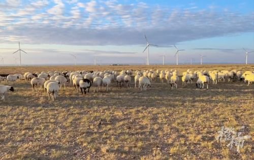 内蒙古34岁老马去世，2匹小马将送葬车拦停，真的是万物皆有灵吗？