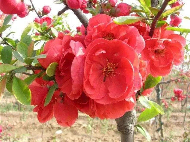 月下海棠风华无双是什么意思