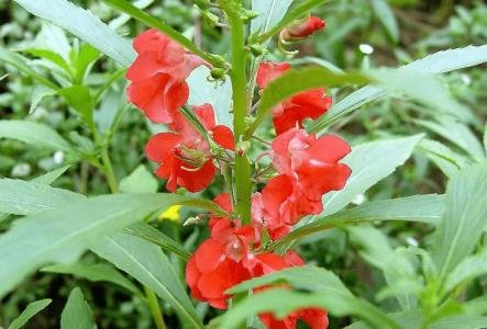 凤仙花的种子是什么形状的?什么颜色的?