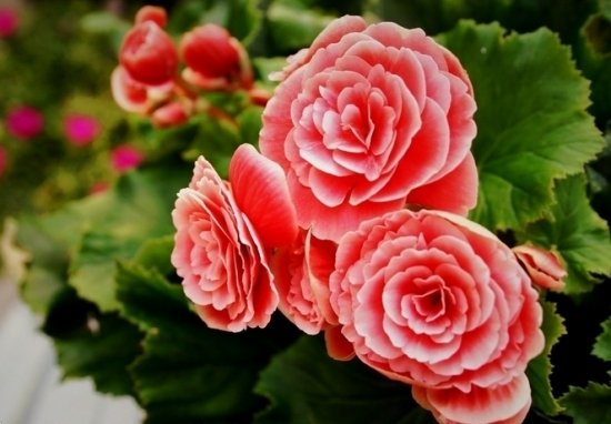 属于多年生草本植物有哪些