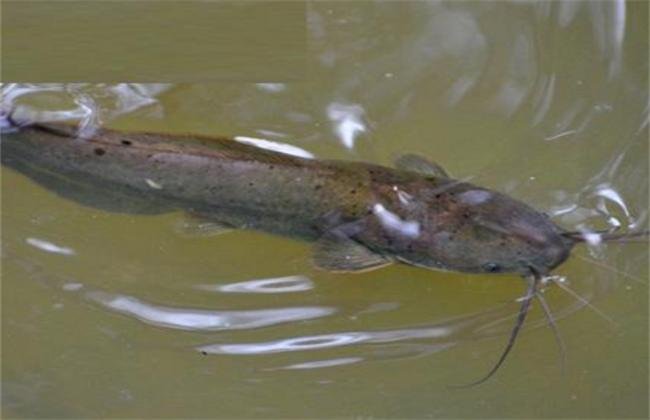 想要养殖鲶鱼，条件和要求有哪些？