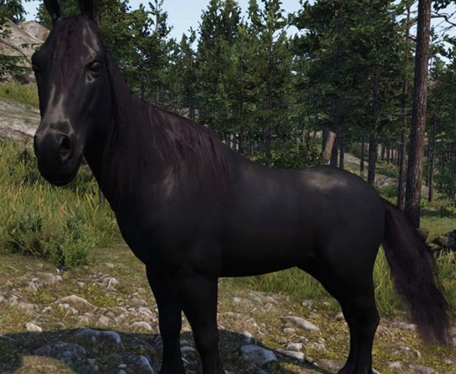 巴旦尼亚矮种马在哪