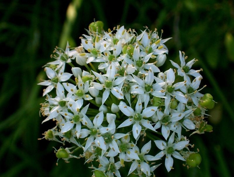 韭菜花的功效与作用