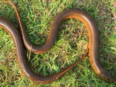 怎么抽取黄鳝的血