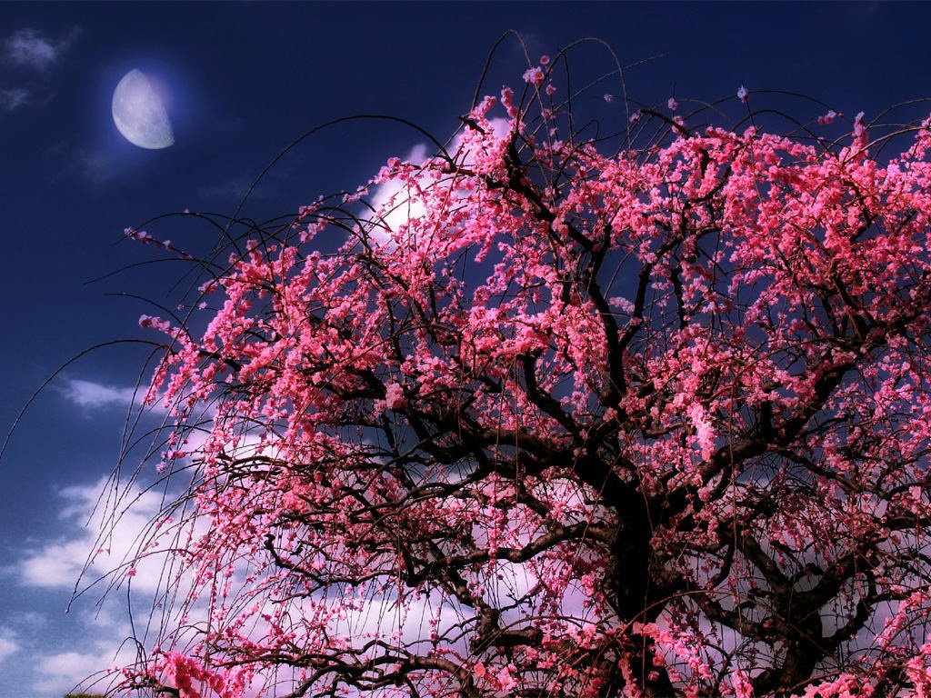 高分 求  全家福背景素材  要像素高的