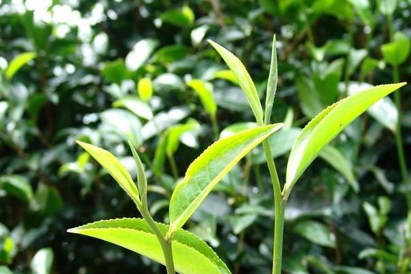 台湾茶叶都有哪些品牌？