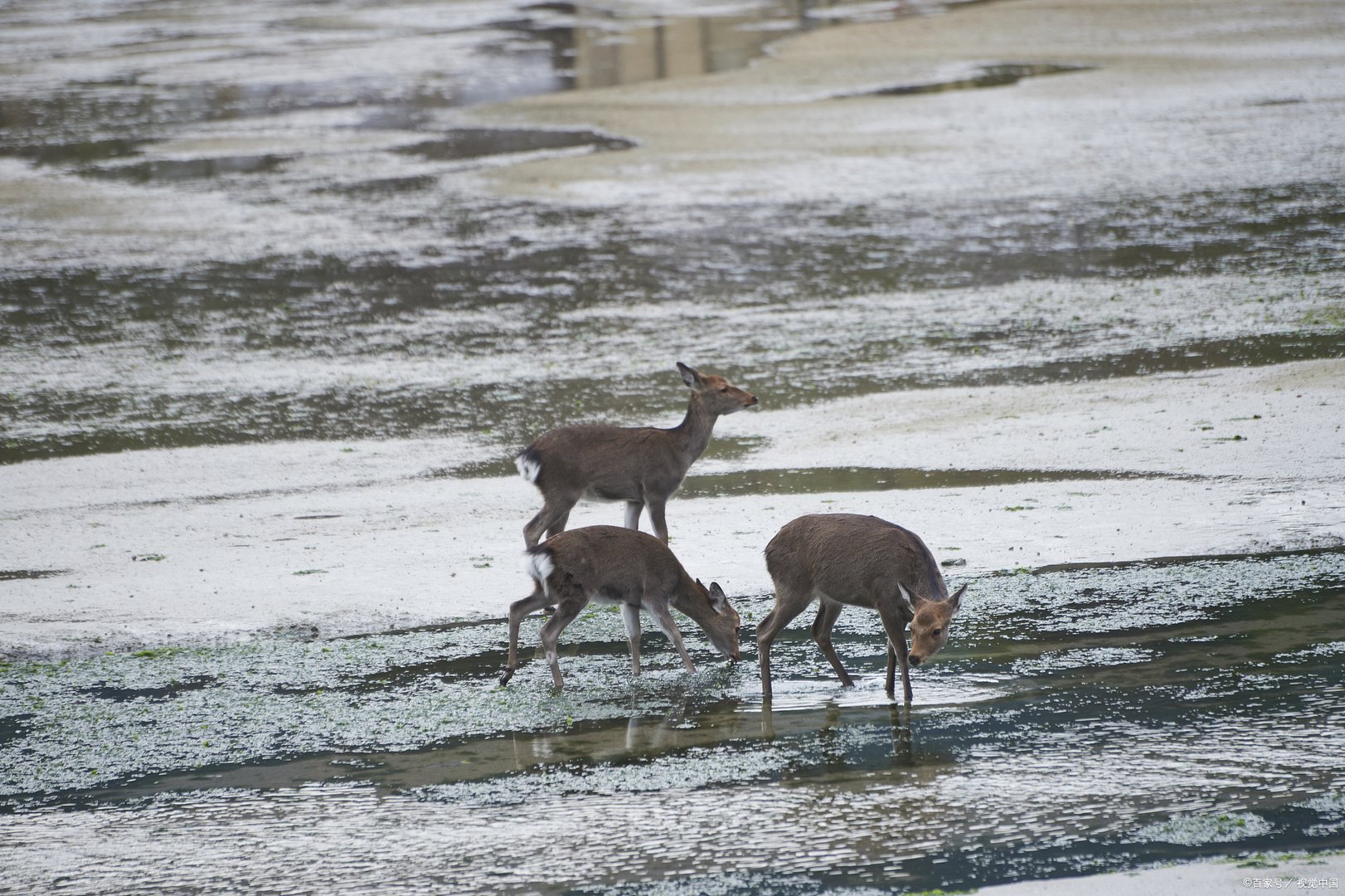 国家重点保护的野生动物分为