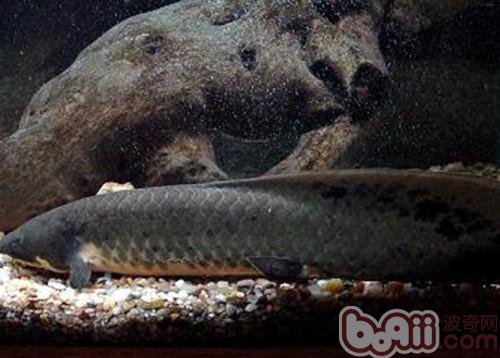 澳洲肺鱼是什么品种？