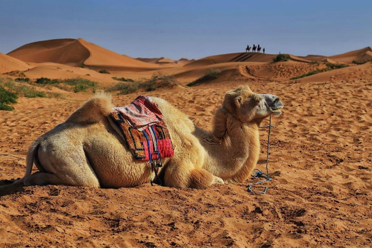 为什么沙漠没有植物骆驼还能生存