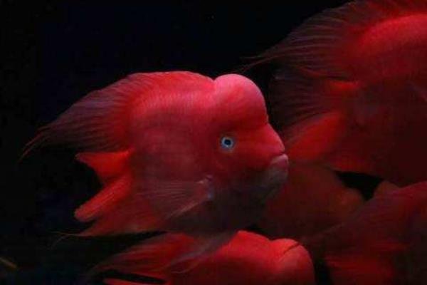 财神鱼怎么养？财神鱼养几条才旺财