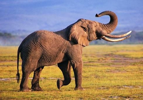 填一个合适词,什么的大象