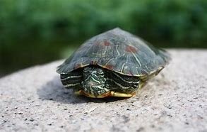 成都女子大扫除意外发现失踪的乌龟，这名女子是如何安置这只小乌龟的？