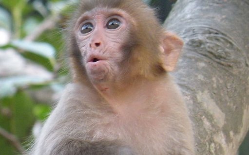 猴子偷手机后疯狂自拍，猴子也会玩手机吗？