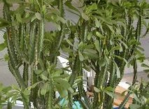 谁有中草药名称和图片大全