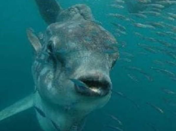 新疆喀纳斯湖水怪是哲罗鲑，那长白山天池的水怪是什么？