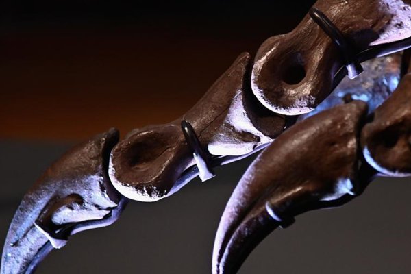 全球最大霸王龙化石拍出天价，化石文物为啥可以拍卖？