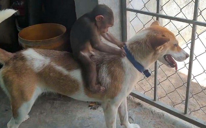 印度猴子为报复摔死250条狗，你如何看待这件事？