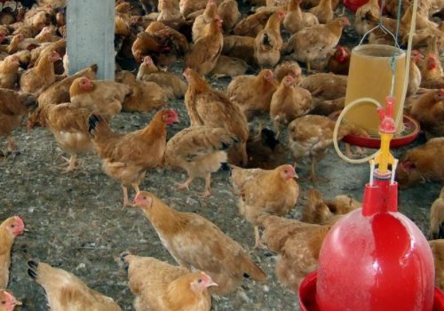 农村适合做什么小生意?