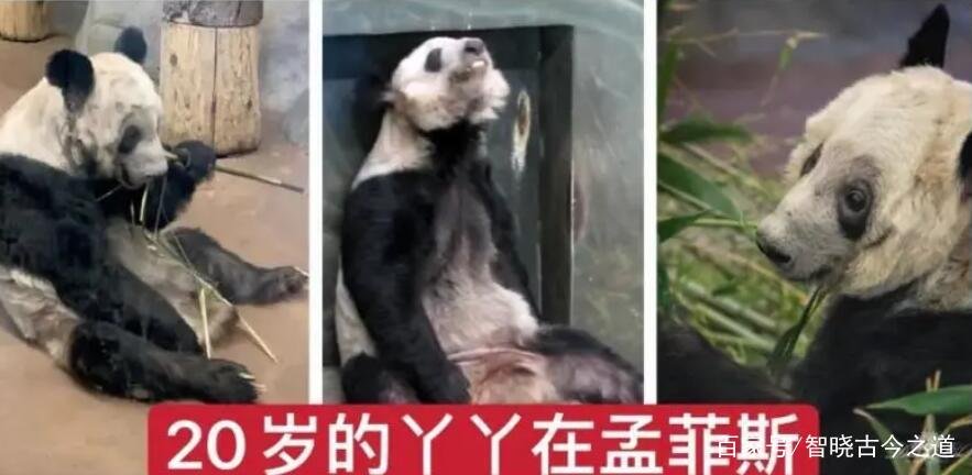 旅美大熊猫丫丫瘦骨嶙峋，并患有皮肤病，我们能把它接回来吗？