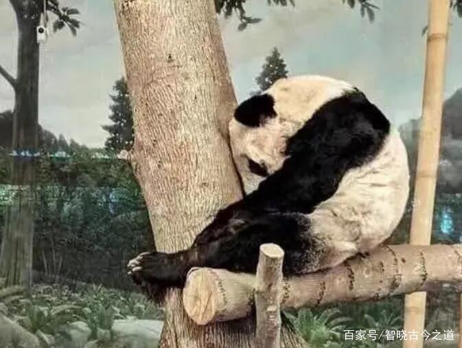 旅美大熊猫丫丫瘦骨嶙峋，并患有皮肤病，我们能把它接回来吗？