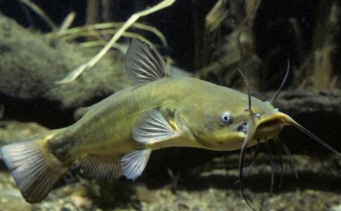 鲶鱼是什么样子的