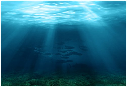 一支榴莲为什么被禁？