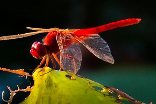 蜻蜓的蜓组什么词？