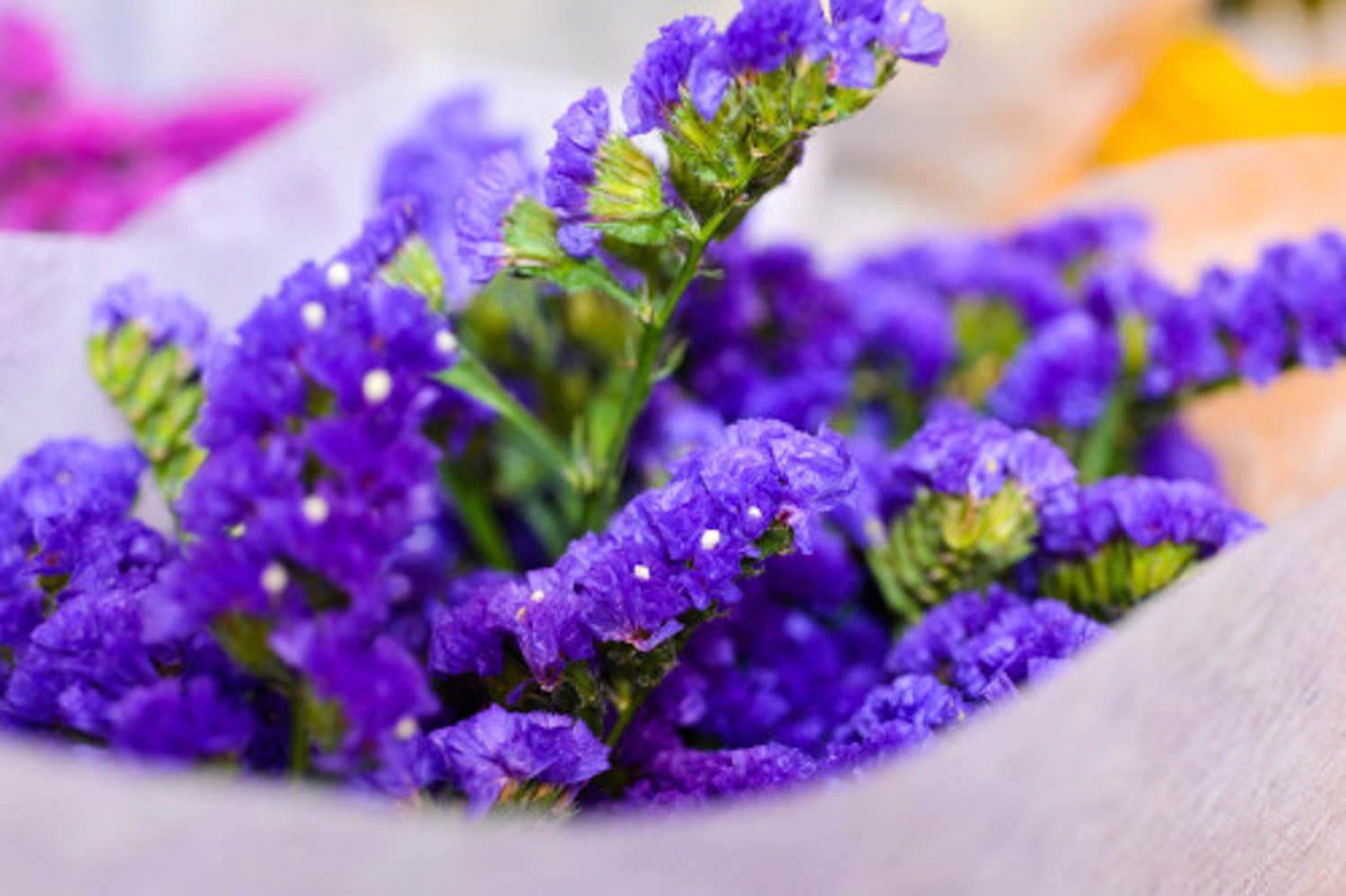 勿忘我花语是什么？