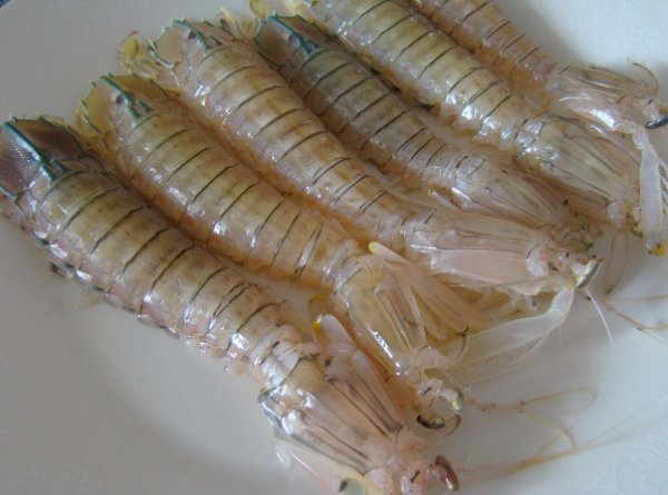 海虾有什么种类