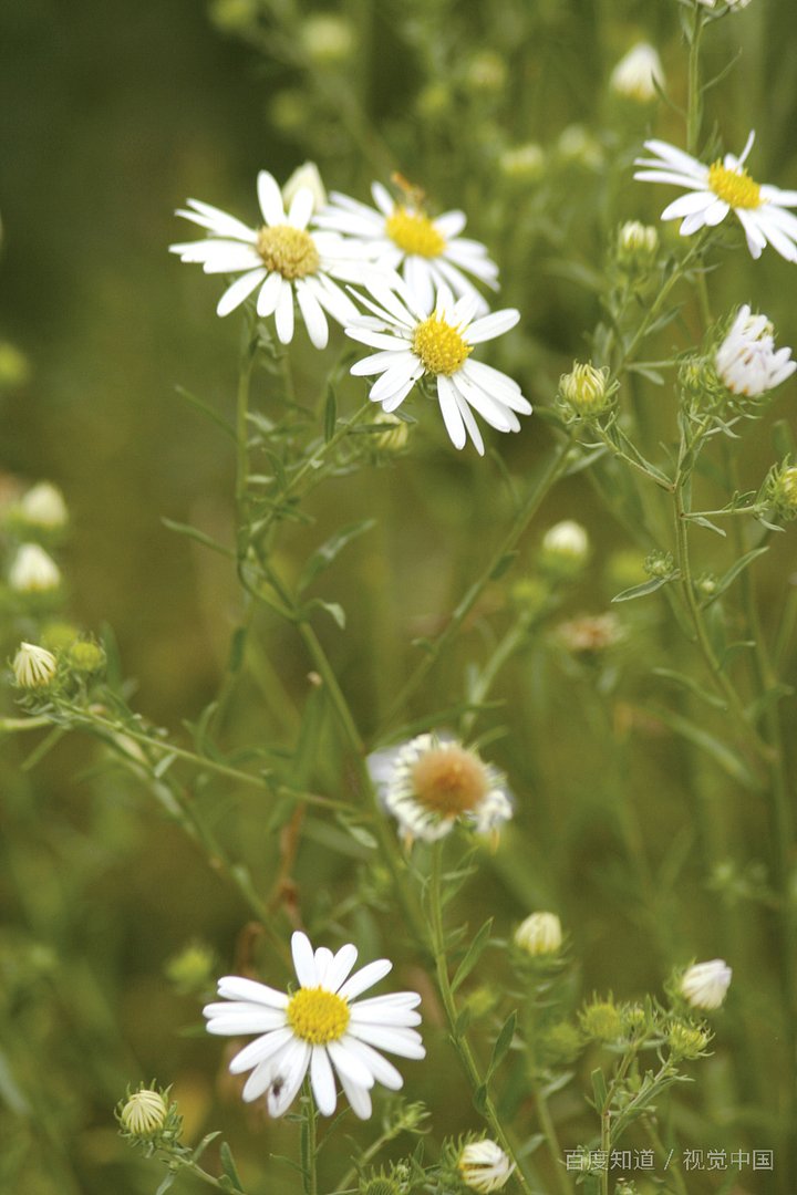 春有百花秋有月 夏有凉风冬有雪全诗是什么？