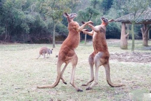 江苏动物园两袋鼠打架被老大拉开，你知道袋鼠是怎样打架的吗？