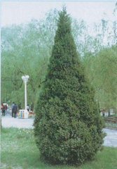 桧柏是什么植物?