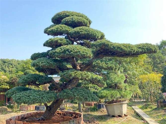 黑松是什么植物