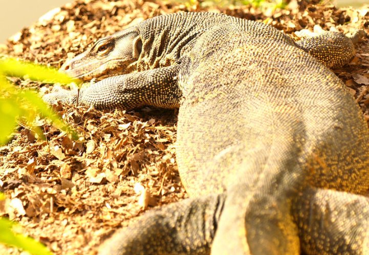 五爪金龙是什么动物？？大神们有没有图片，急用啊