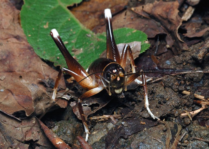 蛐蛐的别名又叫什么呢