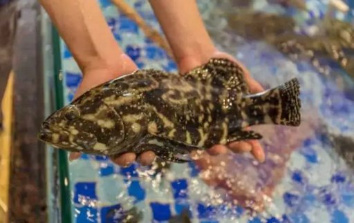 龙趸和石斑鱼区别是什么？