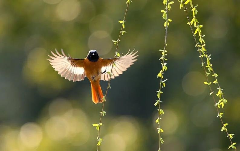鸟儿是大自然的歌手怎么续写一段话？