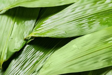 包粽子的叶子是什么叶？