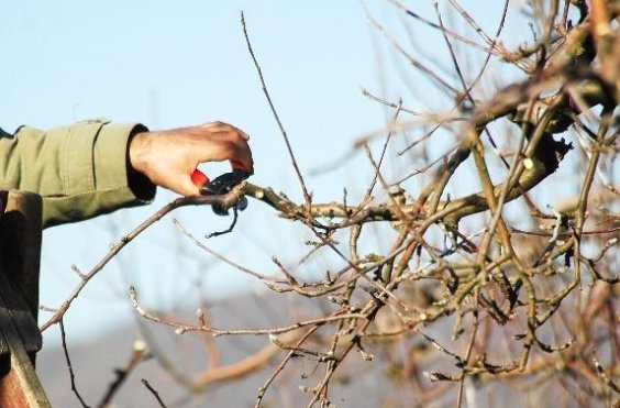苹果树修剪技术有哪些？