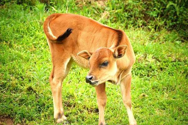 动物的尾巴像什么,可以干什么